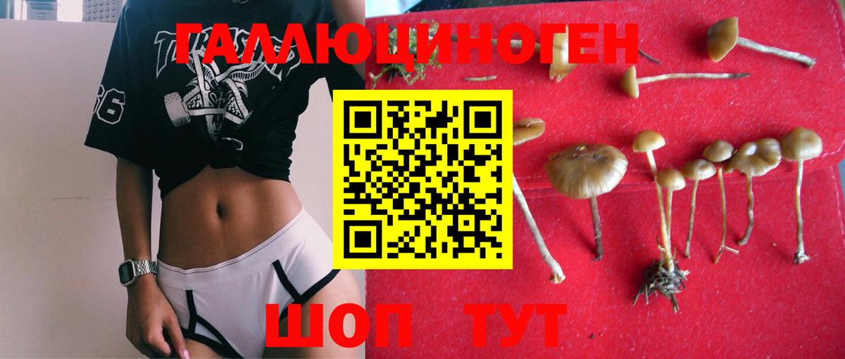 Выкса  Галлюциногенные грибы Psilocybine cubensis  Вход с VPN 